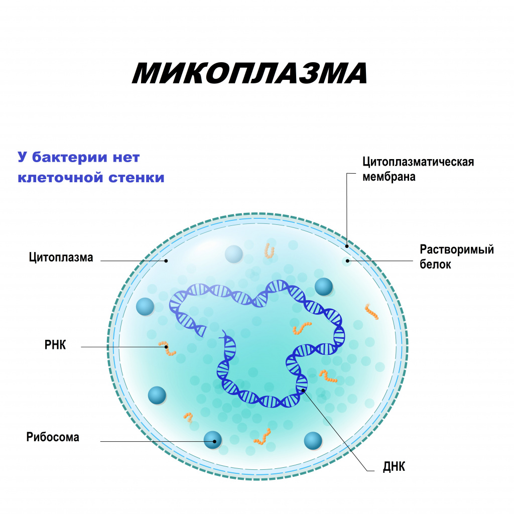 Доступны препараты для терапии микоплазменной инфекции.