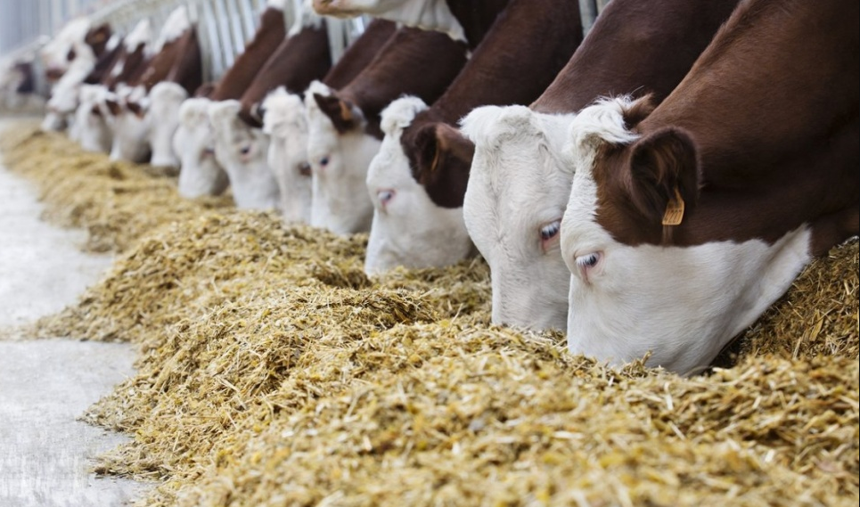 Производство продукции и поголовье скота в сельскохозяйственных организациях.