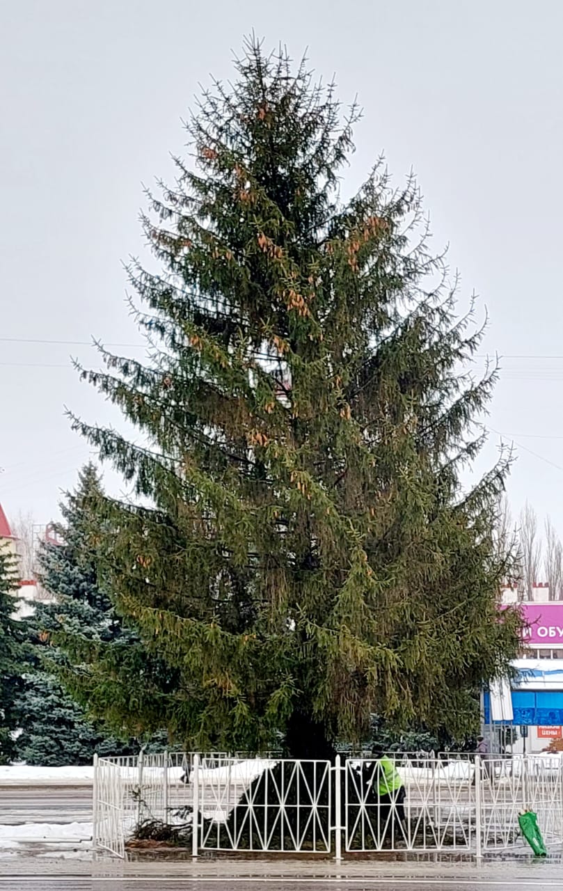 В городе устанавливают новогодние елки.