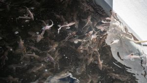 Группа «Сивер» и проект «Сиберия» провели зарыбление водоёма.