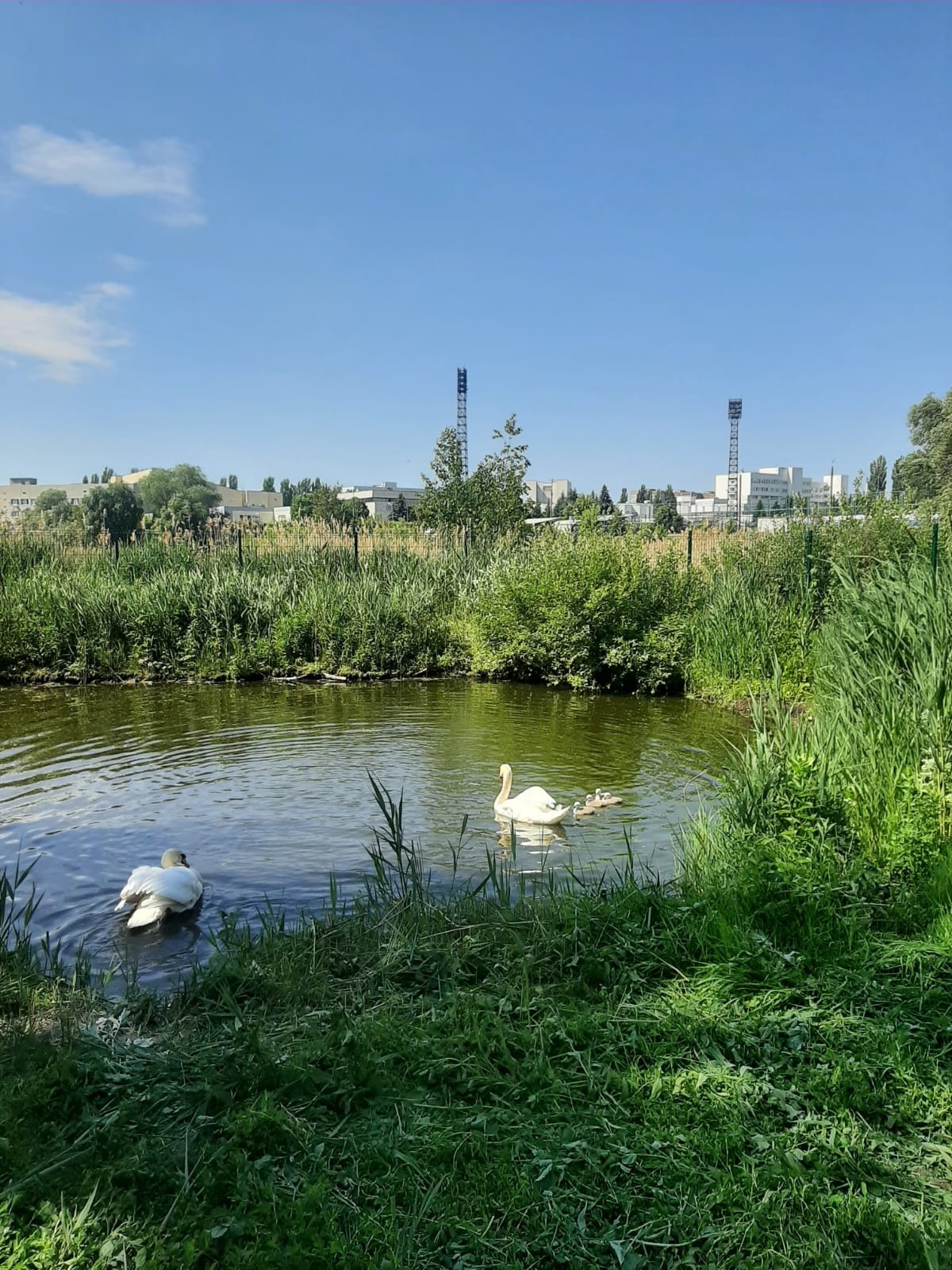  Парк птиц: в семье лебедей появилось потомство!.