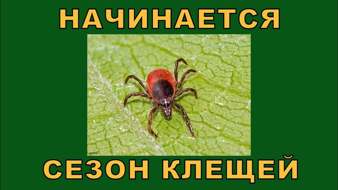 Сезон клещей начинается!.