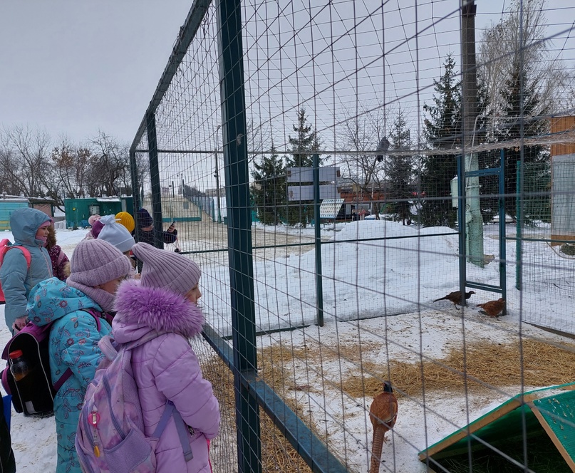 Поддерживаем акцию «Покормите птиц зимой!». Наши пернатые.